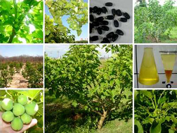 พัฒนาการวิจัยประยุกต์ใช้เทคโนโลยีชีวภาพในด้านเกษตร